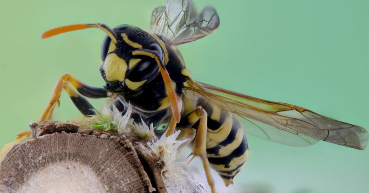 Canberra Pest Control