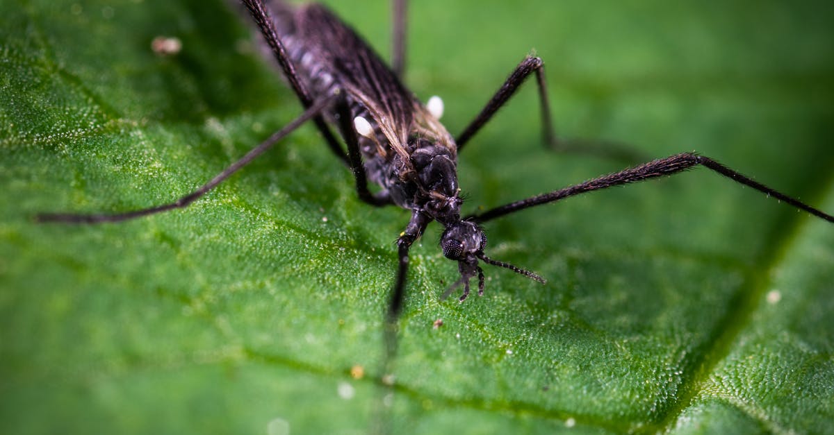 Canberra Pest Control