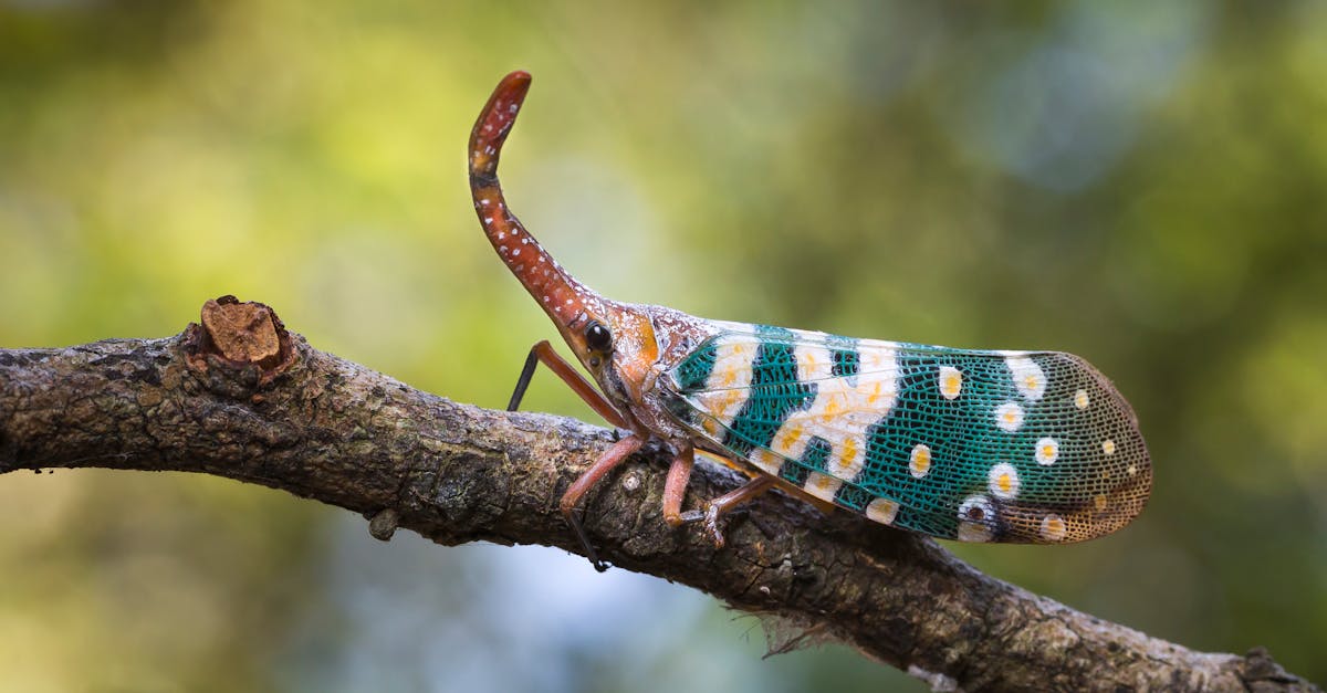 Canberra Pest Control