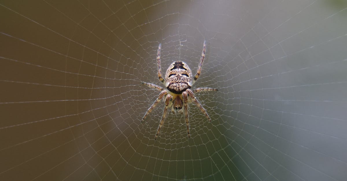 Canberra Pest Control