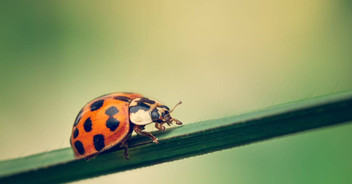 Canberra Pest Control